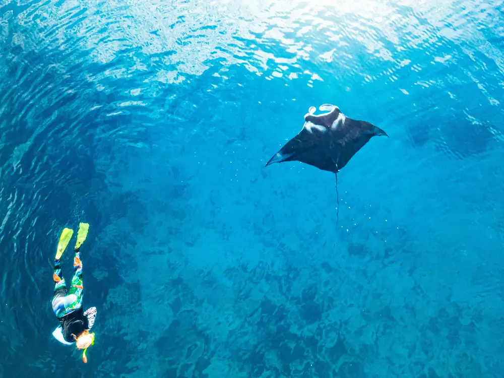 A snorkeller above a large reef manta ray in clear blue water at Nusa Penida